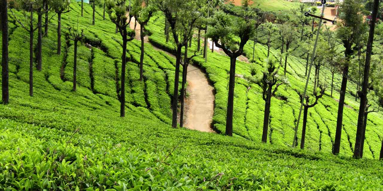 Day 03: Ooty - Palani - Kodaikanal (264 kms / 7-8 hrs)